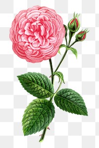 PNG Pink rose, French flower vintage illustration on transparent background  by François-Frédéric Grobon. Remixed by rawpixel.