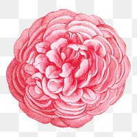 PNG Pink rose, French flower vintage illustration on transparent background  by François-Frédéric Grobon. Remixed by rawpixel.