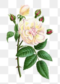 PNG Beige & pink rose, French flower vintage illustration on transparent background  by François-Frédéric Grobon. Remixed by rawpixel.