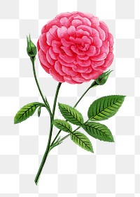 PNG Pink rose, French flower vintage illustration on transparent background  by François-Frédéric Grobon. Remixed by rawpixel.