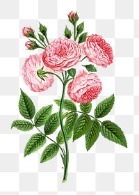 PNG Pink roses, French flower vintage illustration on transparent background  by François-Frédéric Grobon. Remixed by rawpixel.