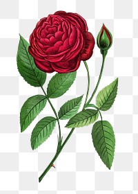 PNG Red rose, French flower vintage illustration on transparent background  by François-Frédéric Grobon. Remixed by rawpixel.