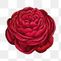 PNG Red rose, French flower vintage illustration on transparent background  by François-Frédéric Grobon. Remixed by rawpixel.