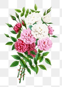 PNG Pink rose bouquet, vintage flower illustration on transparent background  by François-Frédéric Grobon. Remixed by rawpixel.