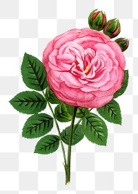 PNG Pink rose, French flower vintage illustration on transparent background  by François-Frédéric Grobon. Remixed by rawpixel.