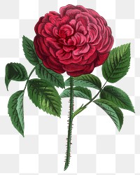 PNG Red rose, French flower vintage illustration on transparent background  by François-Frédéric Grobon. Remixed by rawpixel.