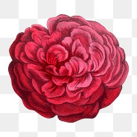 PNG Red rose, French flower vintage illustration on transparent background  by François-Frédéric Grobon. Remixed by rawpixel.