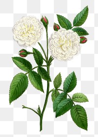 PNG White rose, French flower vintage illustration on transparent background  by François-Frédéric Grobon. Remixed by rawpixel.