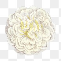 PNG White rose, French flower vintage illustration on transparent background  by François-Frédéric Grobon. Remixed by rawpixel.