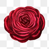 PNG Red rose, French flower vintage illustration on transparent background  by François-Frédéric Grobon. Remixed by rawpixel.