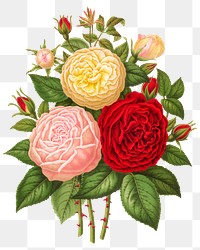 PNG vintage roses illustration, transparent background. Remixed from our own original 1879 edition of Nederlandsche Flora en Pomona. 