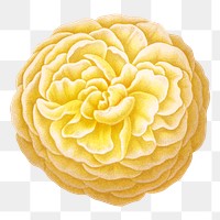 PNG vintage yellow rose illustration, transparent background. Remixed from our own original 1879 edition of Nederlandsche Flora en Pomona. 