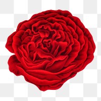 PNG vintage red rose illustration, transparent background. Remixed from our own original 1879 edition of Nederlandsche Flora en Pomona. 