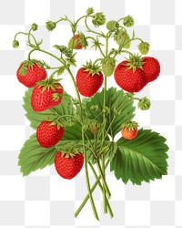 PNG strawberries illustration, transparent background. Remixed from our own original 1879 edition of Nederlandsche Flora en Pomona. 