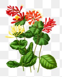 PNG vintage coral honeysuckle illustration, transparent background. Remixed from our own original 1879 edition of Nederlandsche Flora en Pomona. 