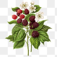 PNG vintage blackberry illustration, transparent background. Remixed from our own original 1879 edition of Nederlandsche Flora en Pomona. 