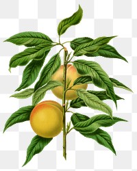 PNG vintage peaches illustration, transparent background. Remixed from our own original 1879 edition of Nederlandsche Flora en Pomona. 