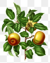 PNG vintage apples illustration, transparent background. Remixed from our own original 1879 edition of Nederlandsche Flora en Pomona. 