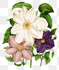 PNG vintage clematis flower illustration, transparent background. Remixed from our own original 1879 edition of Nederlandsche Flora en Pomona. 