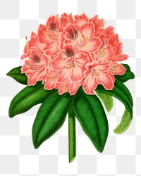 PNG vintage rhododendron flower illustration, transparent background. Remixed from our own original 1879 edition of Nederlandsche Flora en Pomona. 