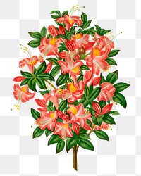 PNG vintage azalea illustration, transparent background. Remixed from our own original 1879 edition of Nederlandsche Flora en Pomona. 