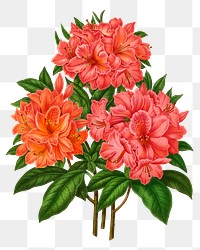 PNG vintage azalea illustration, transparent background. Remixed from our own original 1879 edition of Nederlandsche Flora en Pomona. 