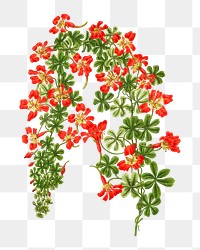 PNG vintage flame flower illustration, transparent background. Remixed from our own original 1879 edition of Nederlandsche Flora en Pomona. 