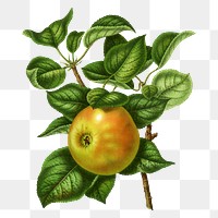 PNG vintage apple illustration, transparent background. Remixed from our own original 1879 edition of Nederlandsche Flora en Pomona. 