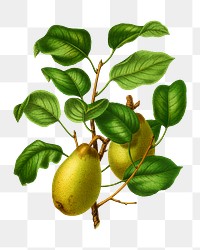 PNG vintage pears illustration, transparent background. Remixed from our own original 1879 edition of Nederlandsche Flora en Pomona. 