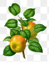 PNG vintage apples illustration, transparent background. Remixed from our own original 1879 edition of Nederlandsche Flora en Pomona. 