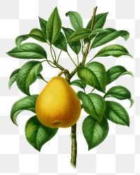 PNG vintage pear illustration, transparent background. Remixed from our own original 1879 edition of Nederlandsche Flora en Pomona. 