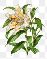 PNG vintage white lily illustration, transparent background. Remixed from our own original 1879 edition of Nederlandsche Flora en Pomona. 