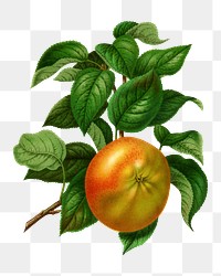 PNG vintage apple illustration, transparent background. Remixed from our own original 1879 edition of Nederlandsche Flora en Pomona. 
