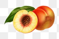 PNG vintage royal george peach illustration, transparent background. Remixed from our own original 1879 edition of Nederlandsche Flora en Pomona. 