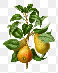 PNG vintage pears illustration, transparent background. Remixed from our own original 1879 edition of Nederlandsche Flora en Pomona. 