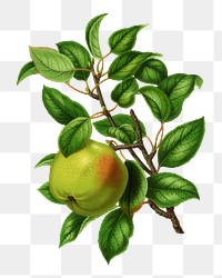 PNG vintage apple illustration, transparent background. Remixed from our own original 1879 edition of Nederlandsche Flora en Pomona. 