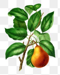 PNG vintage pear illustration, transparent background. Remixed from our own original 1879 edition of Nederlandsche Flora en Pomona. 