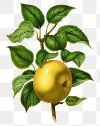 PNG vintage apple illustration, transparent background. Remixed from our own original 1879 edition of Nederlandsche Flora en Pomona. 