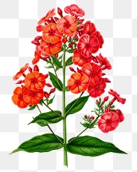 PNG vintage phlox flower illustration, transparent background. Remixed from our own original 1879 edition of Nederlandsche Flora en Pomona. 