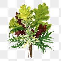 PNG vintage oak branch illustration, transparent background. Remixed from our own original 1879 edition of Nederlandsche Flora en Pomona. 