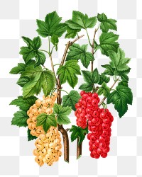 PNG vintage red currant illustration, transparent background. Remixed from our own original 1879 edition of Nederlandsche Flora en Pomona. 