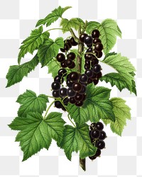 PNG vintage blackcurrant illustration, transparent background. Remixed from our own original 1879 edition of Nederlandsche Flora en Pomona. 