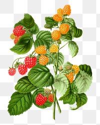 PNG vintage raspberry illustration, transparent background. Remixed from our own original 1879 edition of Nederlandsche Flora en Pomona. 