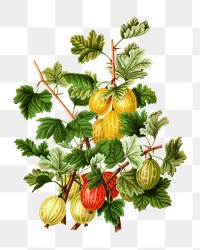 PNG vintage gooseberries illustration, transparent background. Remixed from our own original 1879 edition of Nederlandsche Flora en Pomona. 