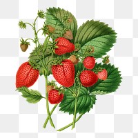 PNG vintage strawberry illustration, transparent background. Remixed from our own original 1879 edition of Nederlandsche Flora en Pomona. 