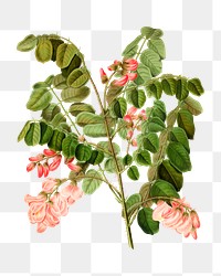 PNG vintage robinia hispida illustration, transparent background. Remixed from our own original 1879 edition of Nederlandsche Flora en Pomona. 