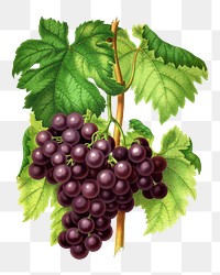 PNG vintage grapes illustration, transparent background. Remixed from our own original 1879 edition of Nederlandsche Flora en Pomona. 