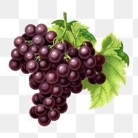 PNG vintage grapes illustration, transparent background. Remixed from our own original 1879 edition of Nederlandsche Flora en Pomona. 