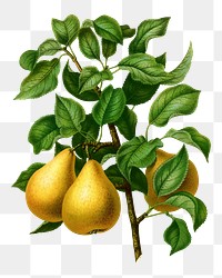 PNG vintage pears illustration, transparent background. Remixed from our own original 1879 edition of Nederlandsche Flora en Pomona. 