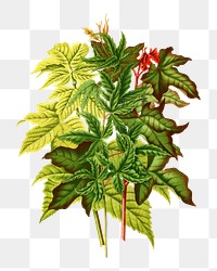 PNG vintage green maple leaves illustration, transparent background. Remixed from our own original 1879 edition of Nederlandsche Flora en Pomona. 